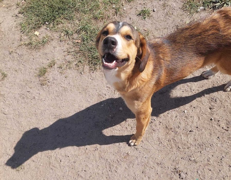 Młody- ok 1,5 roczny  Dolar szuka domu  na zawsze