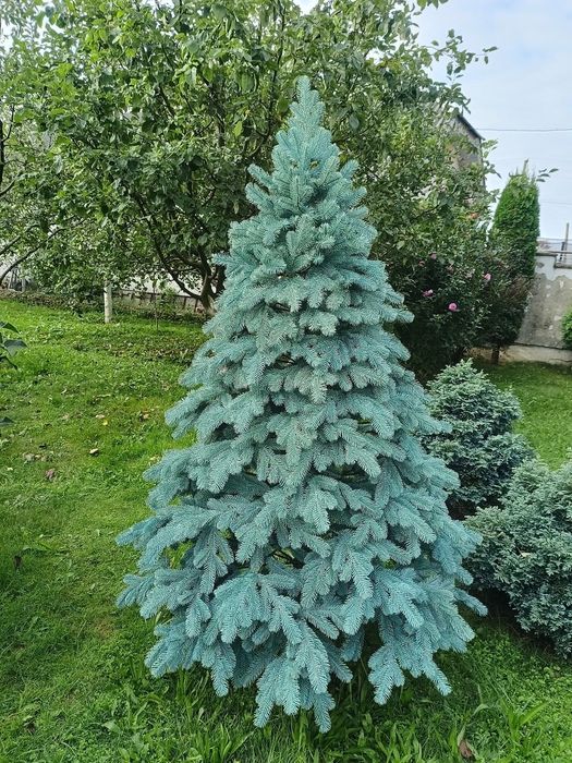 Ялинка лита Елітна Ковалівська, зелена та блакитна. Від 1.5м до 3м