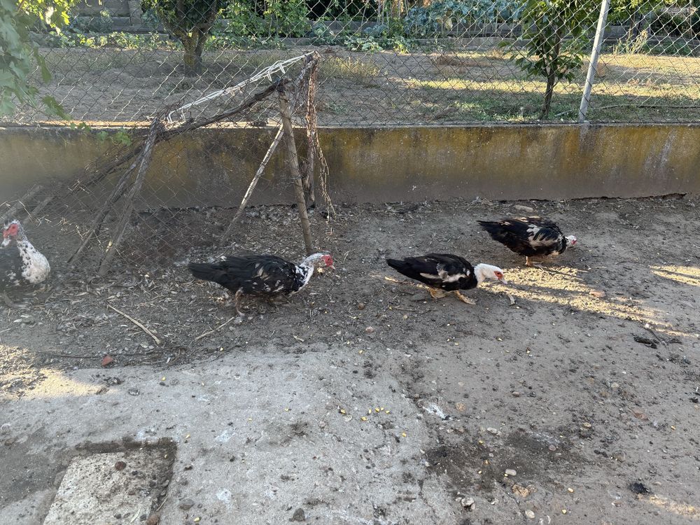 Patos vivos/ desmanchados
