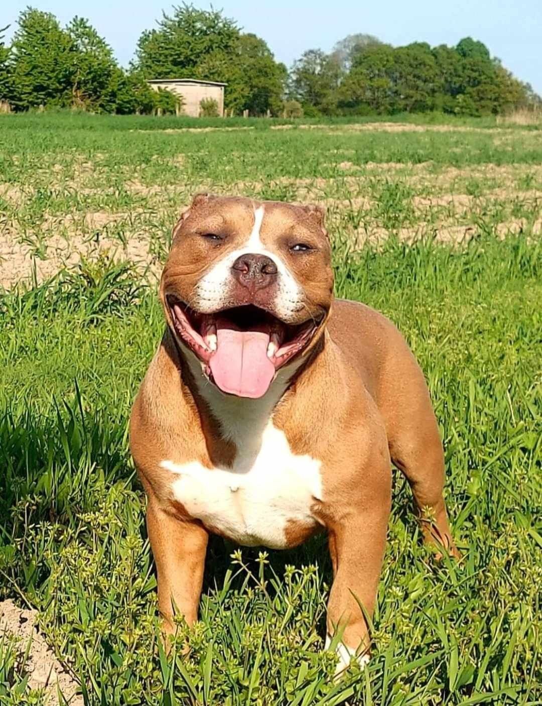 American bully - chłopak