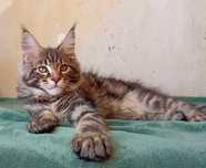 Продам Мейн Кун котенок мальчик