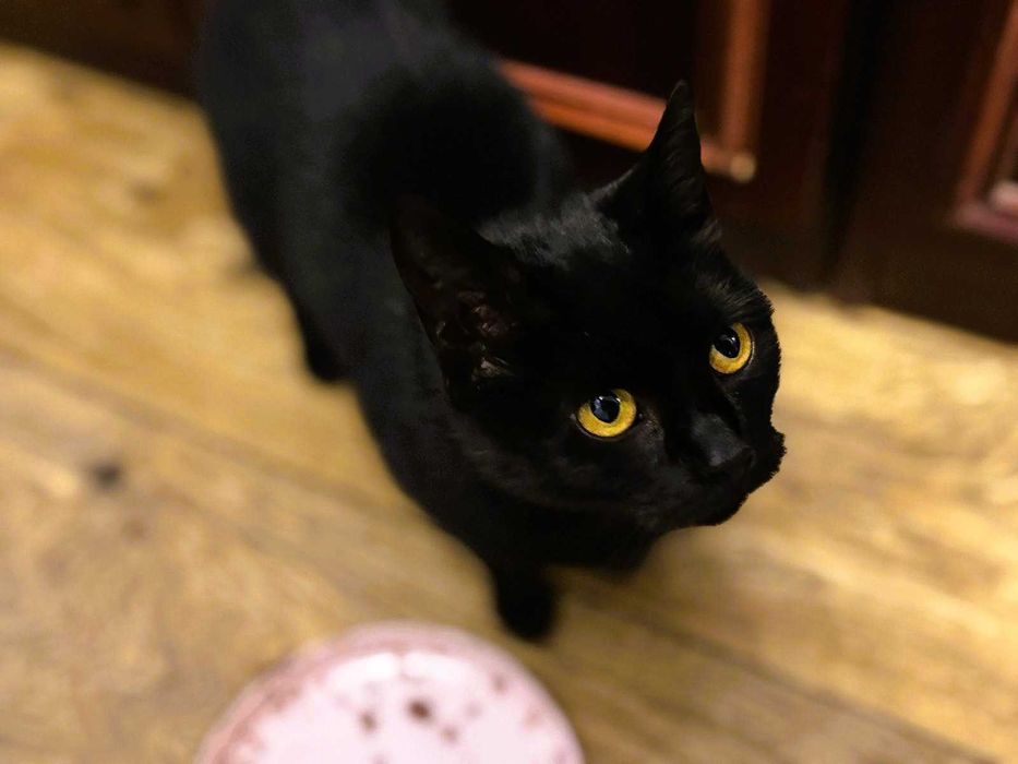 Sabrina z bursztynowymi oczkami do adopcji