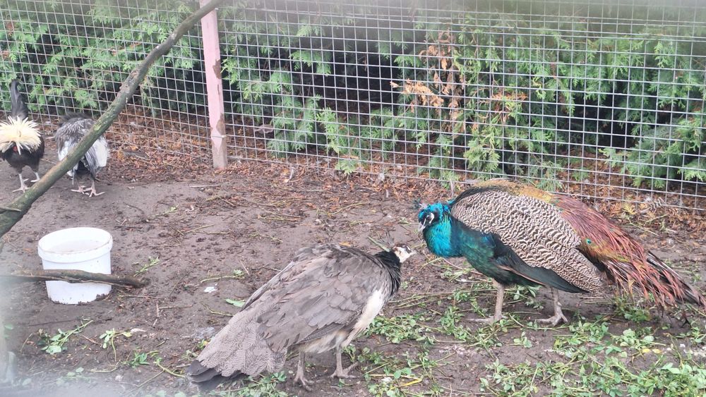 Sprzedam pawie 3 sztuki