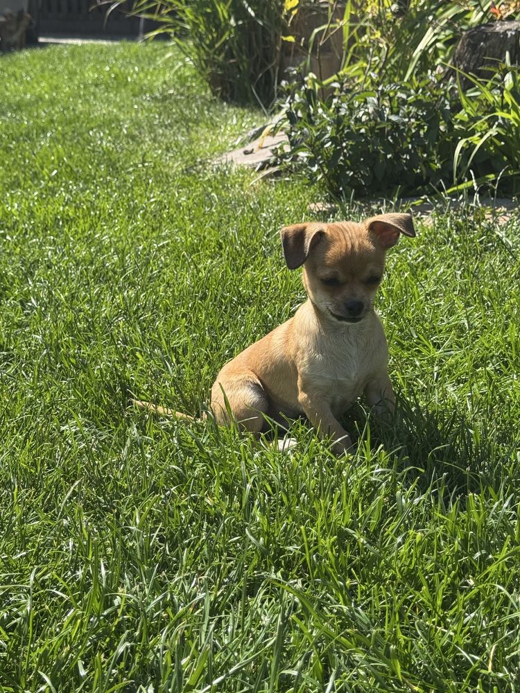 Piesek chihuahua