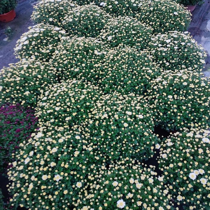 Chryzantemy drobnokwiatowa