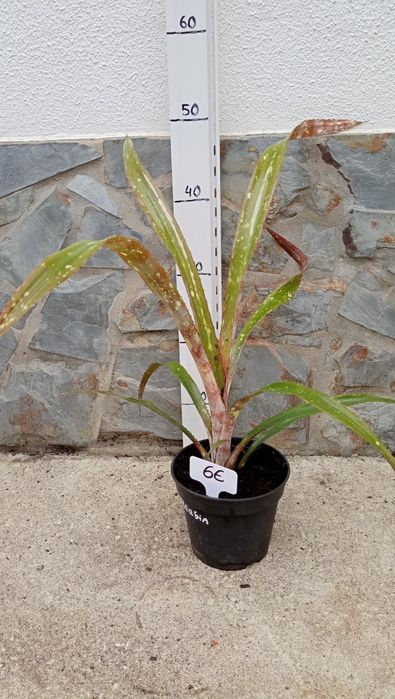 Billbergia bromélia