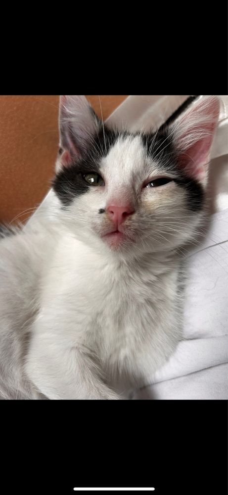 Kociaki do adopcji