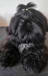 Filhote Macho Shih Tzu