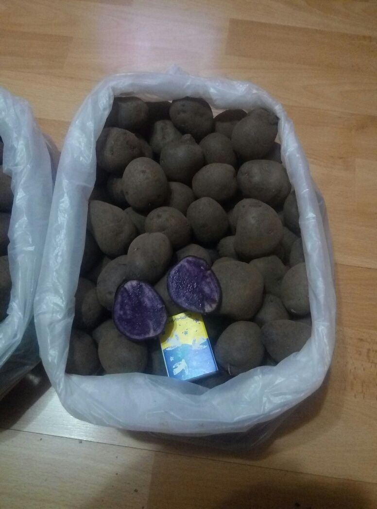 Картопля, картошка, картофель семенной, посадочный Солоха фиолетовая