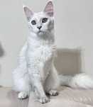 Kotka Maine Coon rodowod FPL/FIFA opcja hodowlana