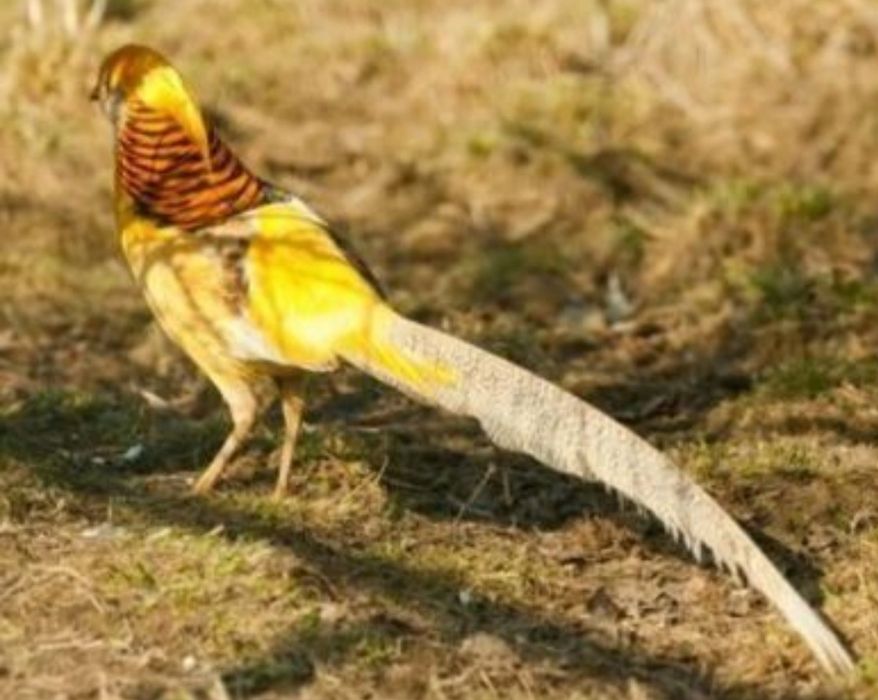 Sprzedam bażanty diamenty inne