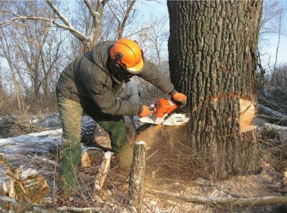 Спил дерев, підрізка аварійних сухих дерев-гілок