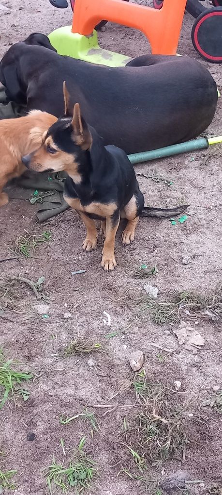 Dou cadela pincher