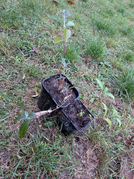 Budleja dawida w doniczce