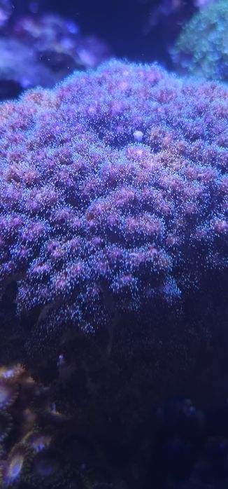 Koral twardy pocolipora