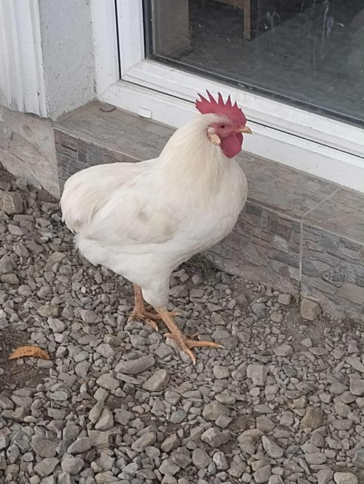 Sprzedam koguta arakuana