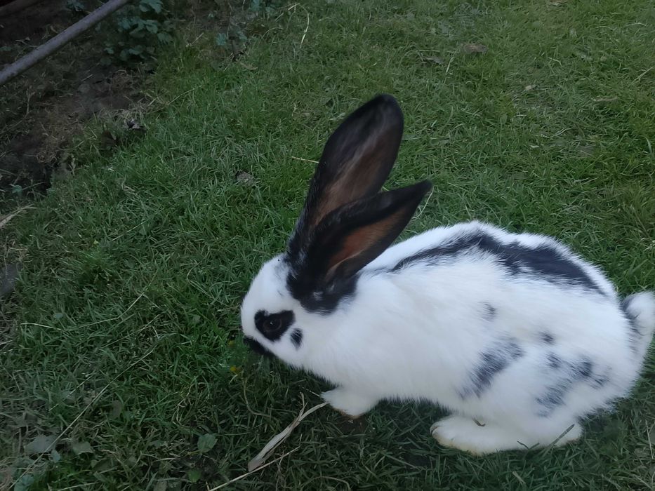 Olbrzym srokacz-młody samczyk