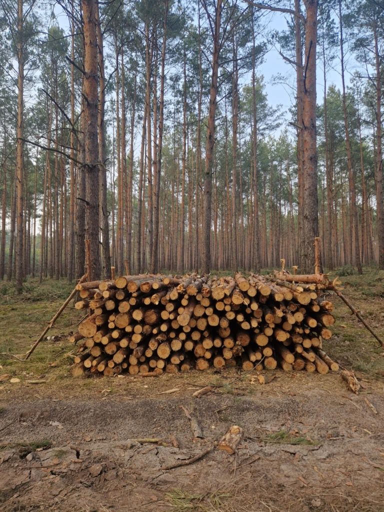 Drewno sosna 95zł za metr
