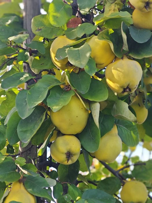 Pigwa gruszkowa z własnego ogrodu na soki nalewki galaretki