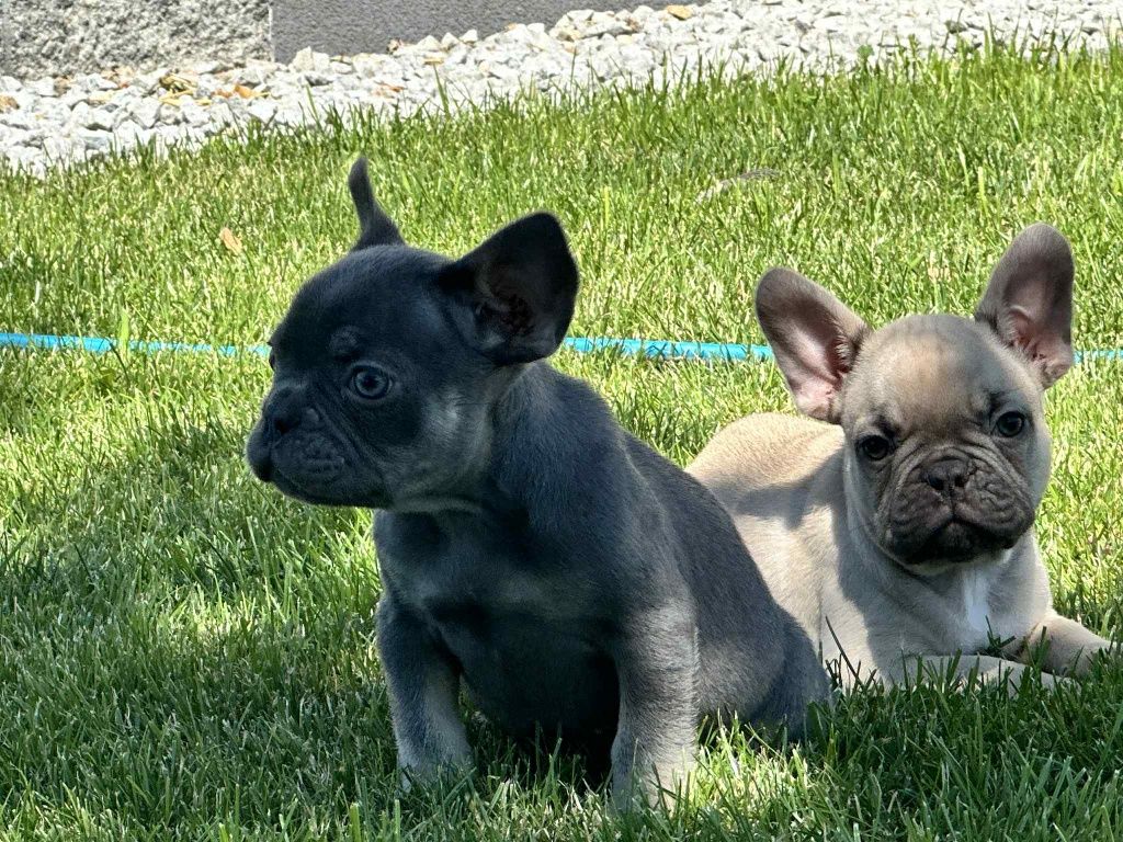 Buldog francuski blue niebieski