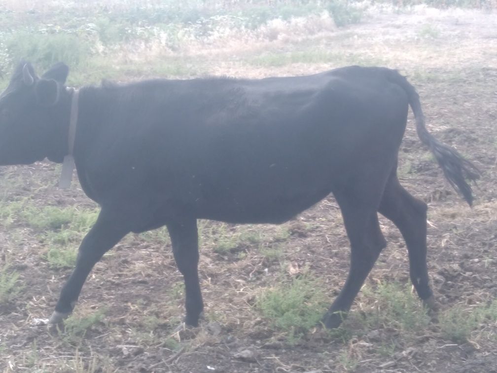 Продам телицю на корову недорого