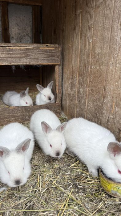 Продам кроликів Каліфорнія