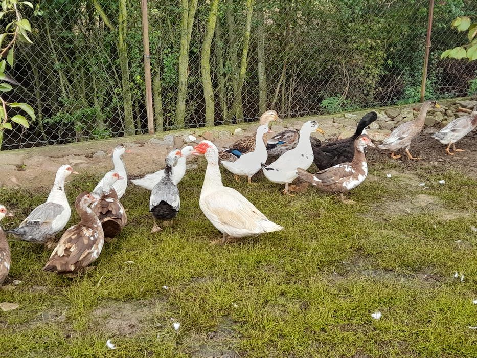 Kaczki francuskie, staropolskie, biegusy