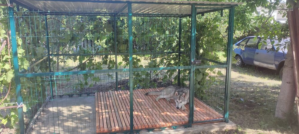 В'ЯЗКА собаки Аляскенський маламут