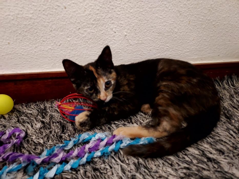 Gatinha para adoção
