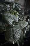 Philodendron sodiroi - srebszysty Filodendron o dużych liściach