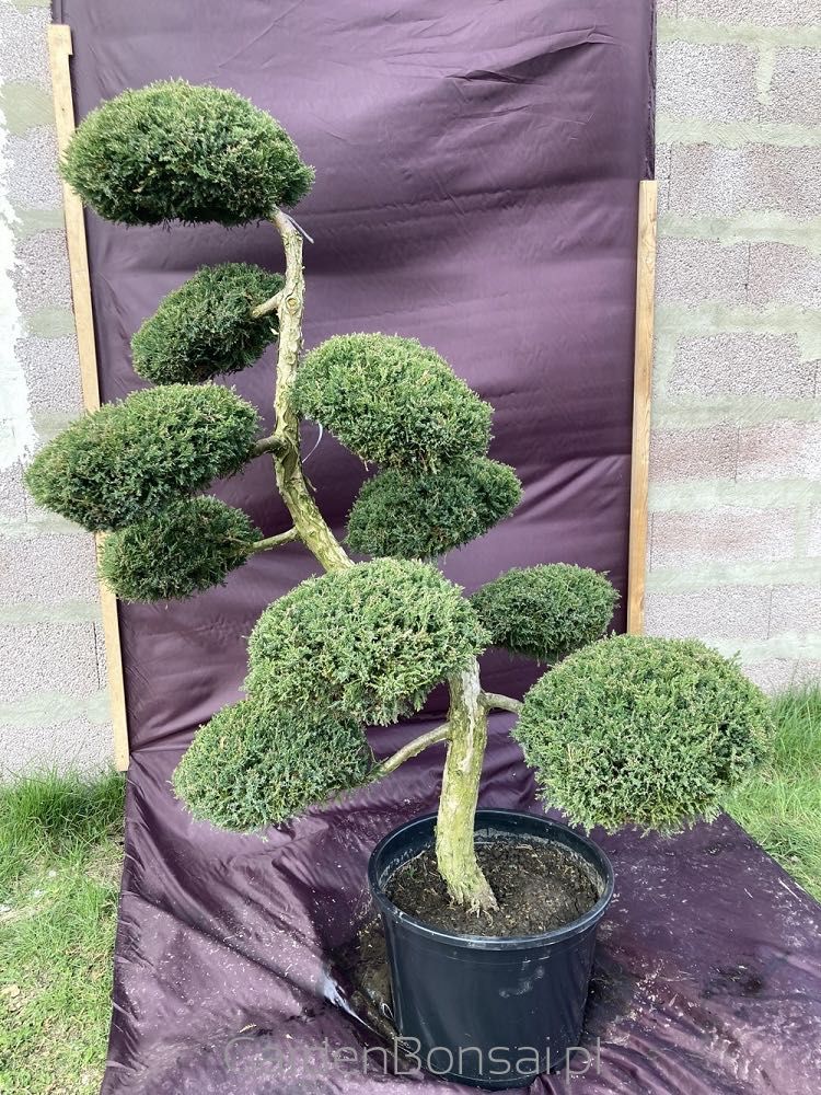 Drzewko BONSAI z jałowca - DOSTAWA - 150 cm - OKAZJA