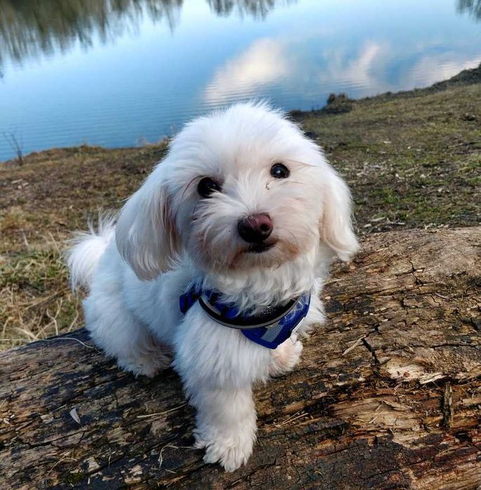 Śliczna sunia maltipoo - Do rezerwacji