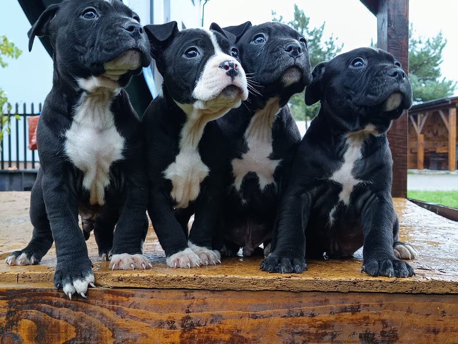 Amstaff Chłopiec Amstaf