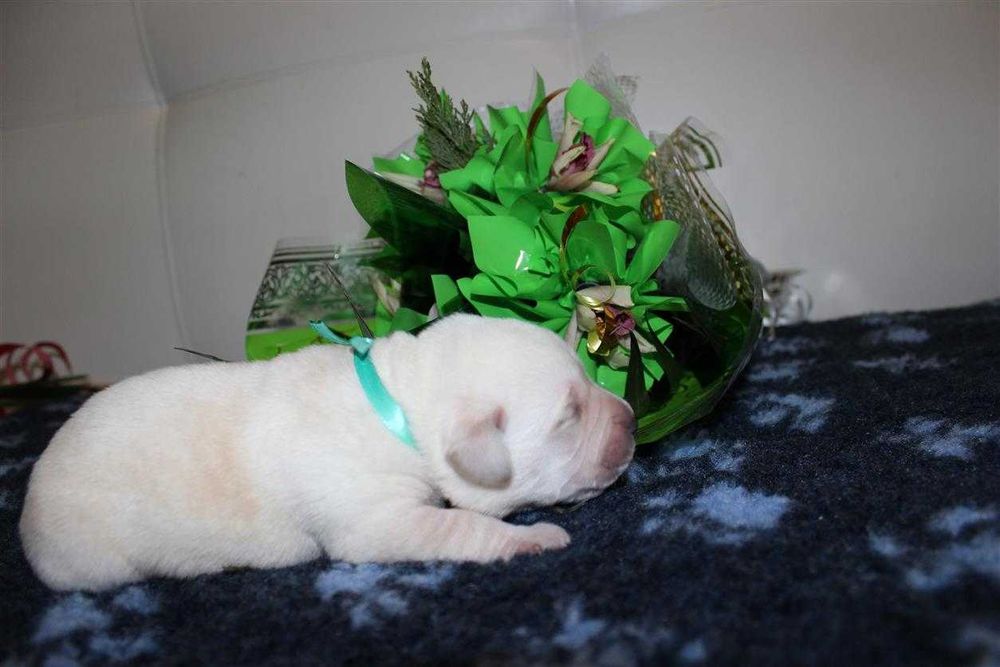 Щенки питомника Лабрадор ретривер