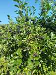 Aronia z własnego ogrodu