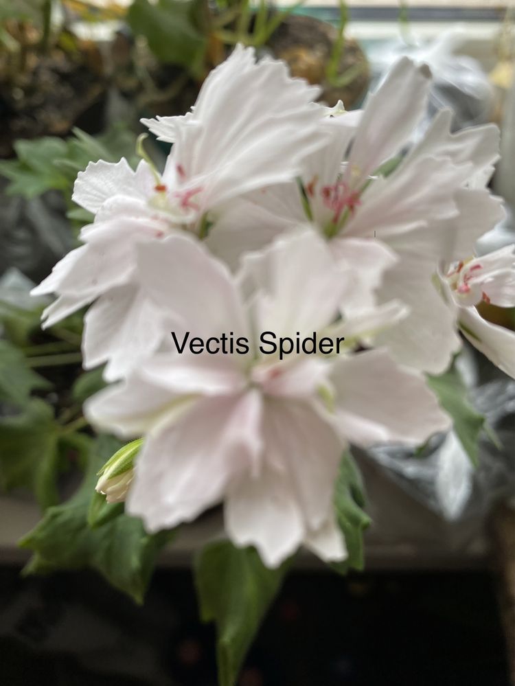 Vectis Spider ( cтеллар ) пеларгонія