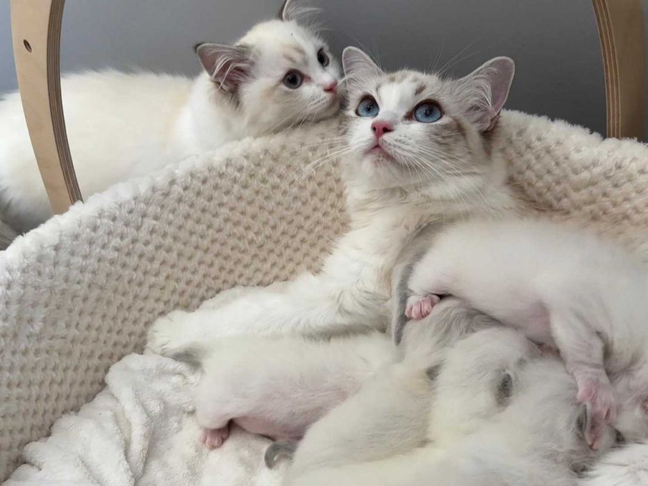 Ragdoll - Kotka z rodowodem Lazurowe Łapki*PL - Eowinka