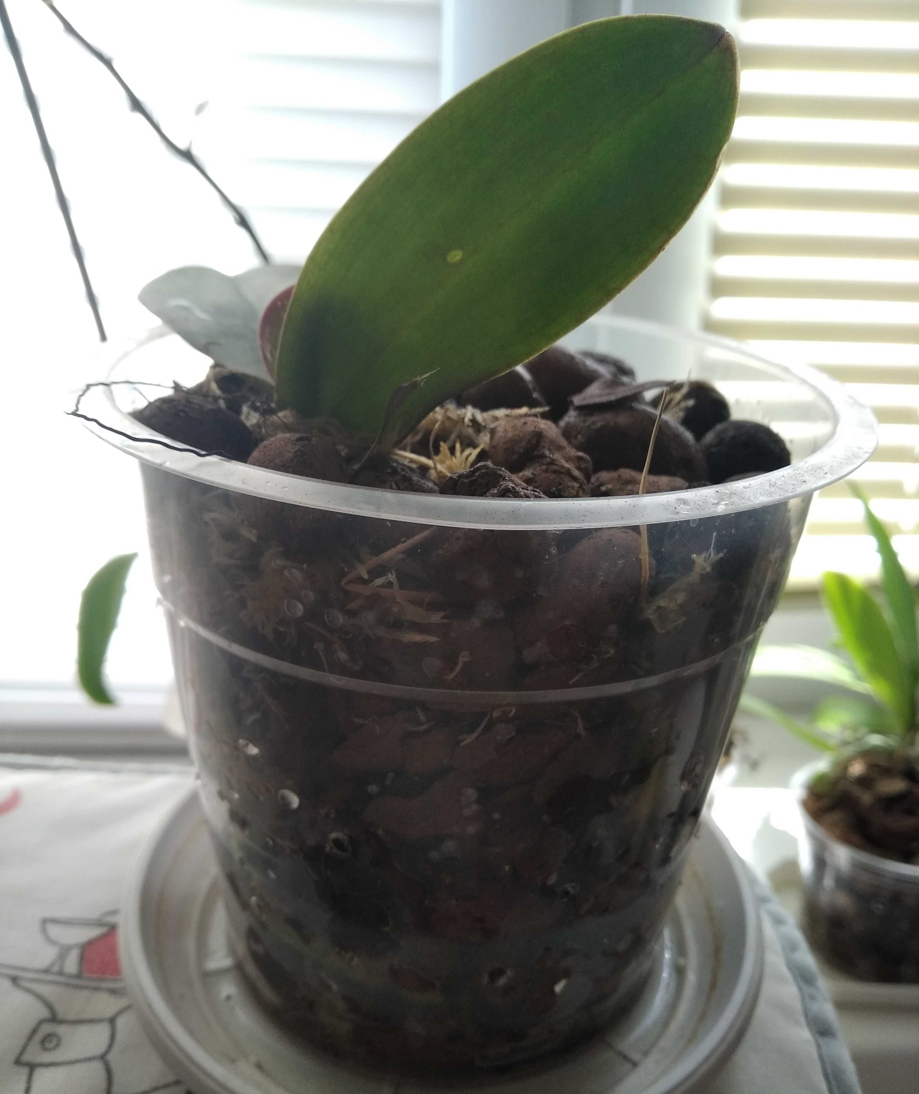 Детка сортовой орхидеи – фаленопсис «Lilac dawn» (сиреневый рассвет)