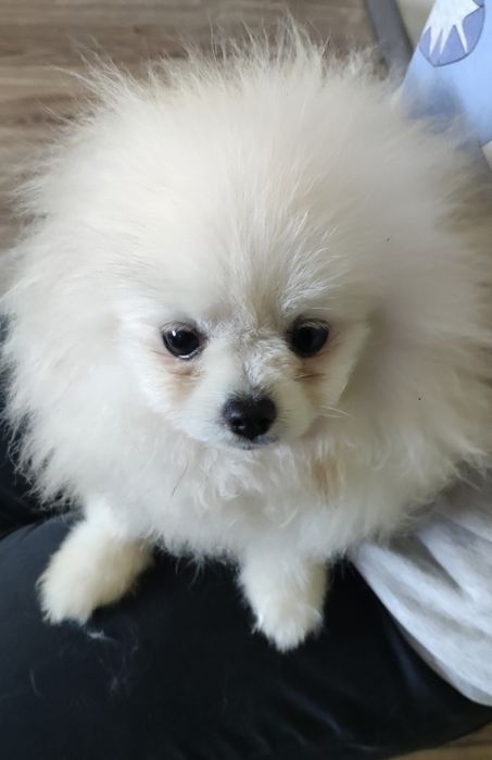 Pomeranian Szpic miniaturowy