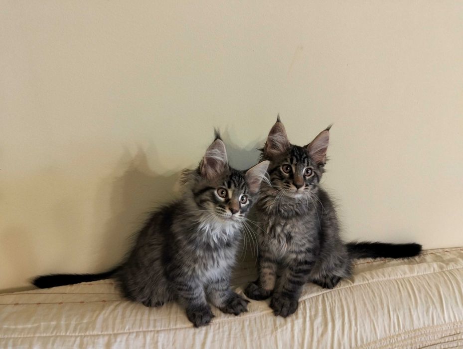 Przepiękny kotek rasy Maine Coon