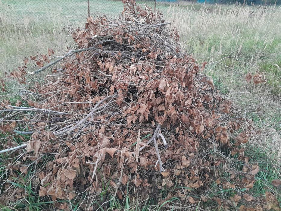 Ścięte drzewo, gałęzie , oddam za darmo