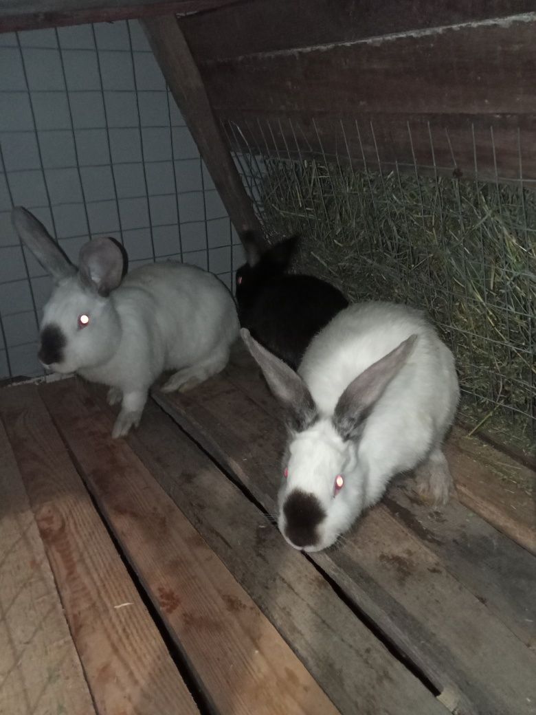 Кролики тушки та живою вагою