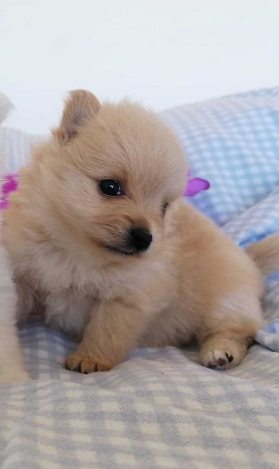 Spitz Lulu da Pomerânia