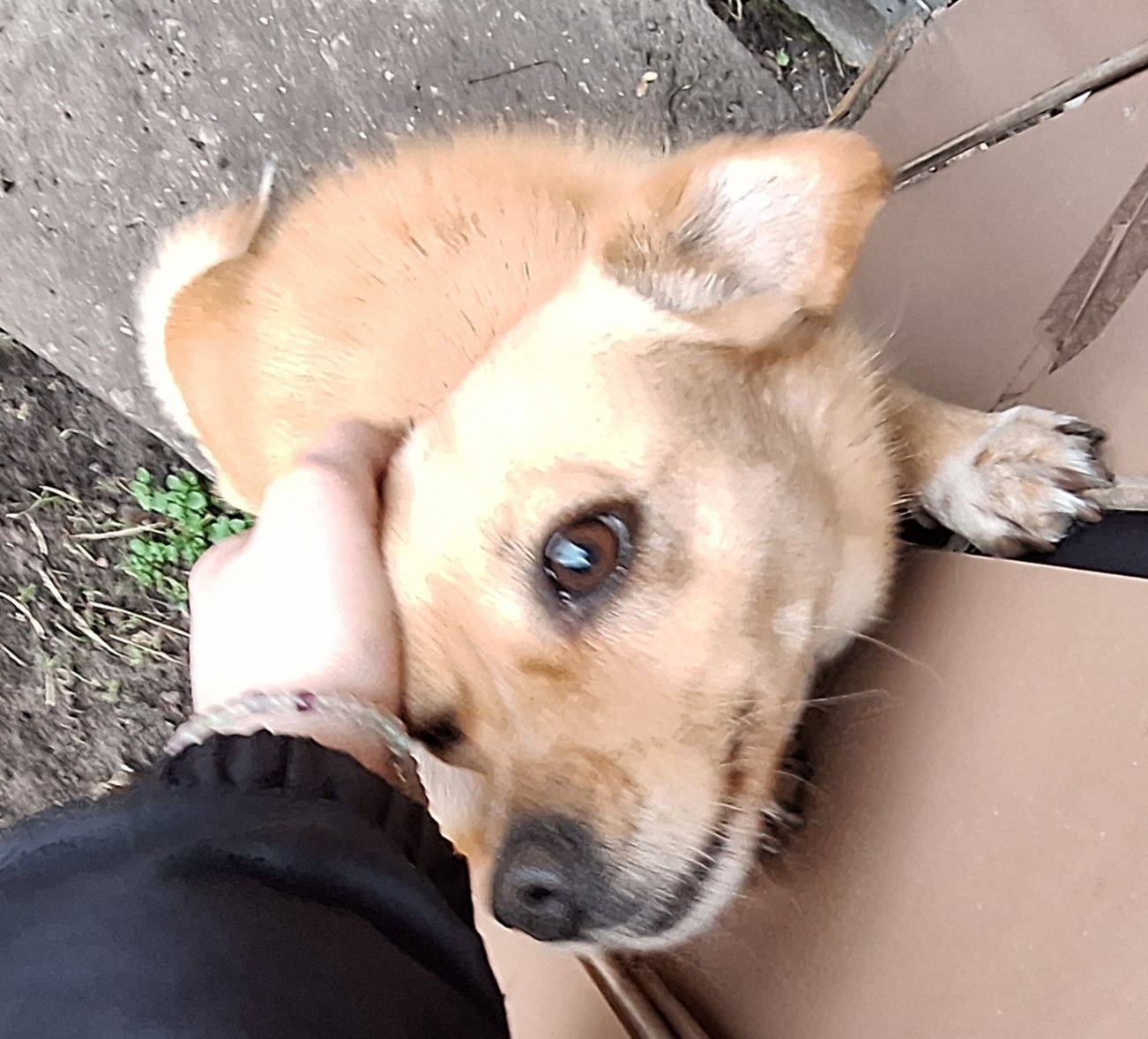 2 pieski do adopcji