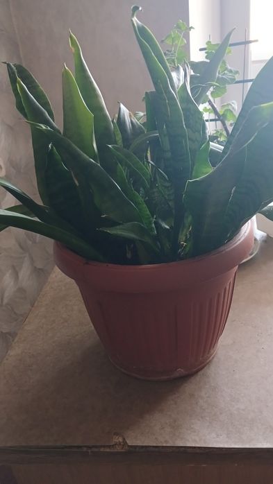 Сансеверия комнатное растение  100 гривен за весь