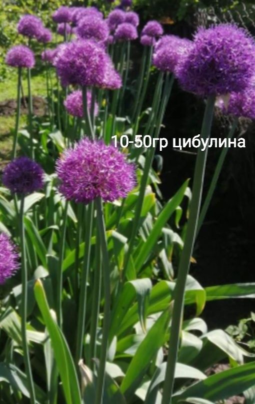 Квіти для душі  кімнатні.