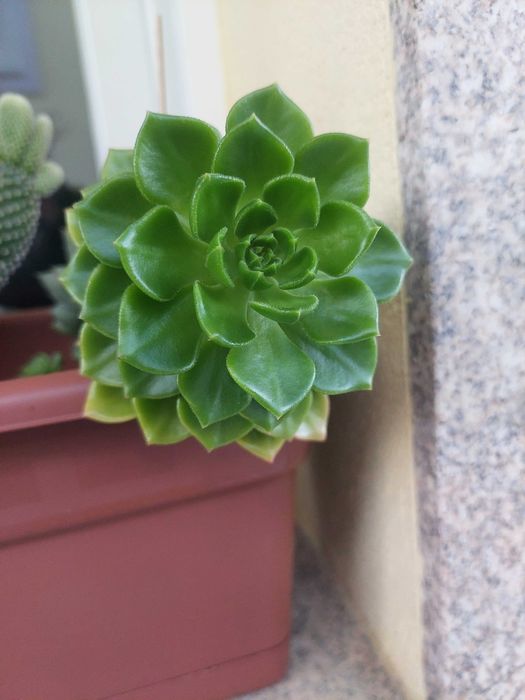 [Planta] Suculenta Sedeveria letizia