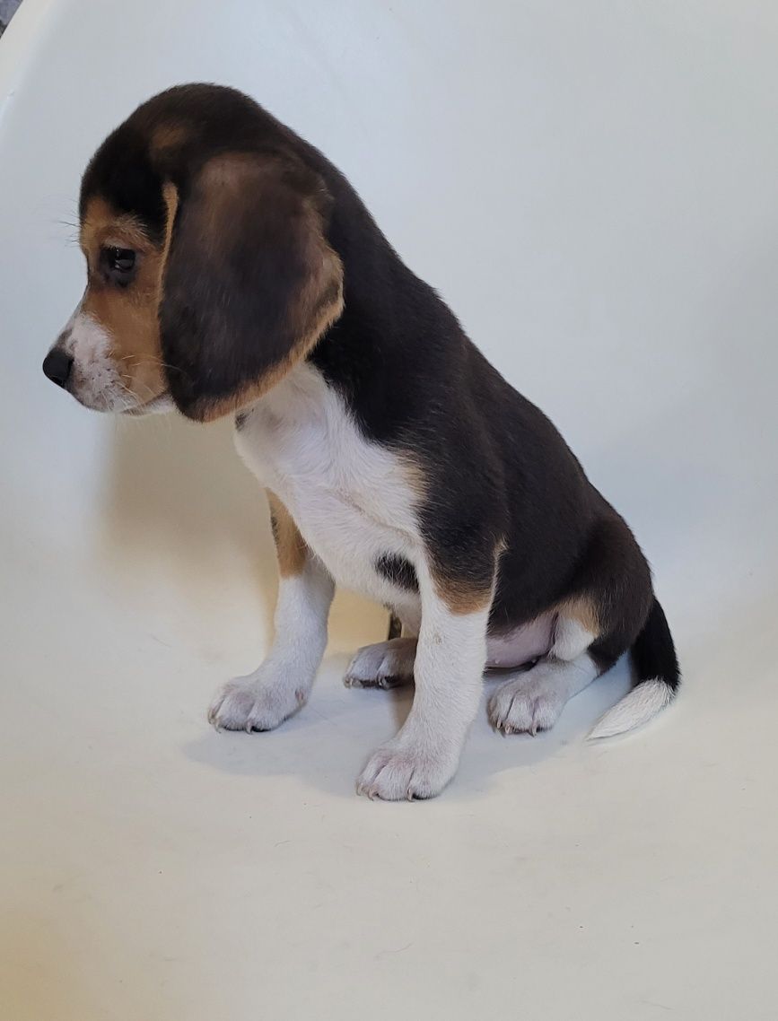 Femea beagle tricolor