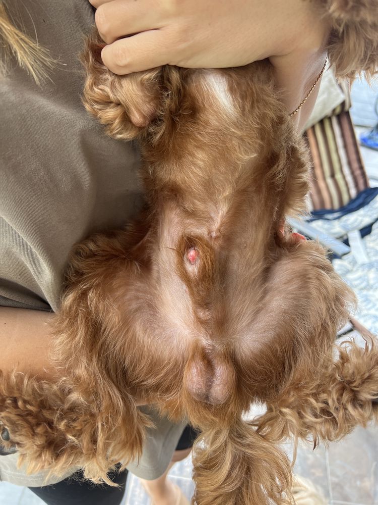 Вязка Кавапу (Cavapoo) – шикарный кобель для вашей любимицы