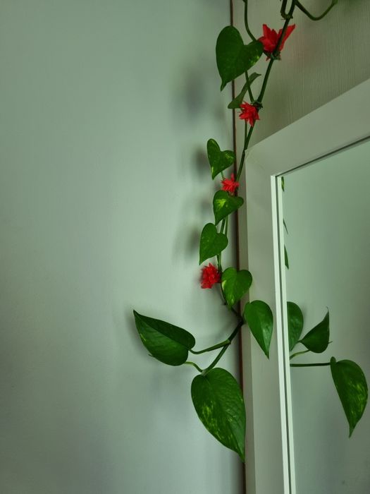 Epipremnum złociste